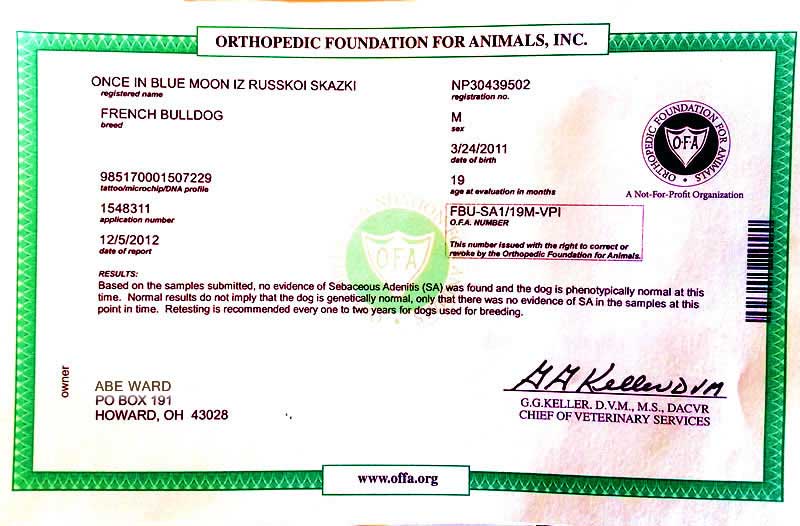Orthopedic Foundation for Animals for ONCE IN BLUE MOON certificate