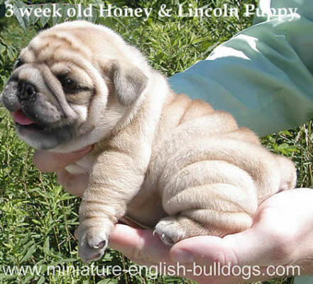 Mini English Bulldog puppies for sale