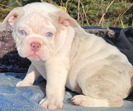 Shrinkabull's Ivory Rare Lilac Tri Merle with Ice Blue Eyes beautiful female bulldog for sale