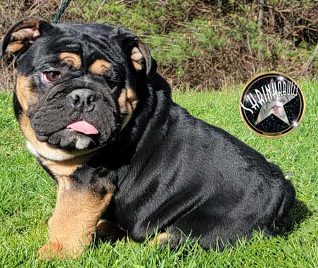 Shrinkabull's Jet Black and Tan English Bulldog Young Adult Male FOR SALE