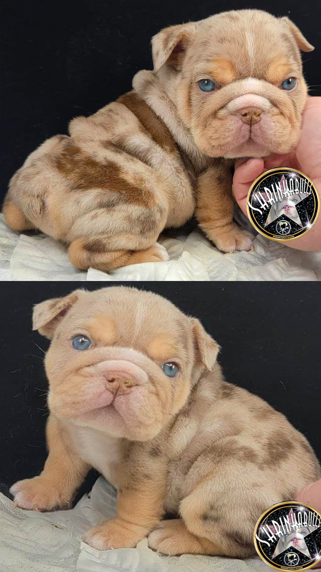 Mini English bulldog puppy for sale
