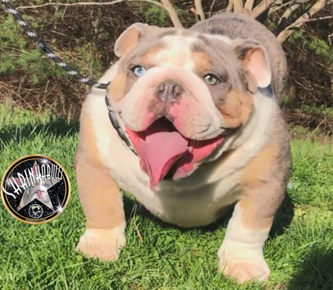 Shrinkabull's Oliver Blue Merle Tri with Blue Green Eyes Cute Miniature English Bulldog Adult FOR SALE