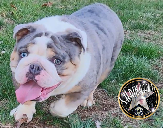 Shrinkabull's Oliver Blue Merle Tri with Blue Green Eyes Cute Miniature English Bulldog Adult FOR SALE