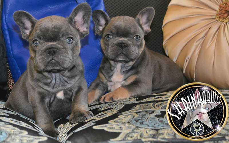 Once in a Blue Moon French Bulldogs