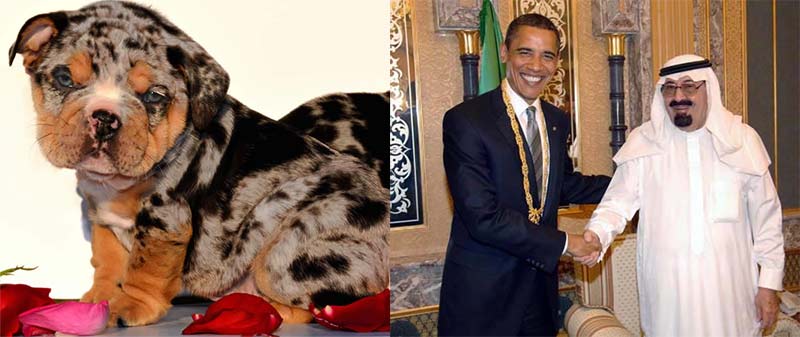 "SHRINKABULLS ROBIN" very rare Blue Merle bulldog puppy now owned by "Prince Faisal bin Fahd bin Abdullah Al Saud" Prince of Saudi Arabia