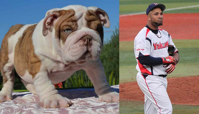 "SHRINKABULLS MARROW" now owned and loved by Bulldog Celebrity Star WLADIMIR BALENTIEN MLB Baseball Player