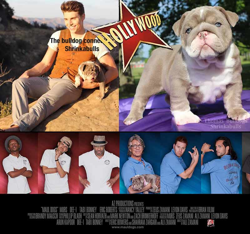 "SHRINKABULLS SLOAN" Celebrity purple lilac bulldog puppy co/owned with Shrinkabulls & Jonathan Andres