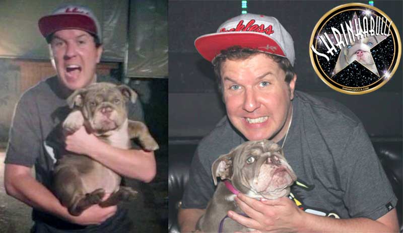Nick Swardson with Shrinkabull's lilac bulldog puppy