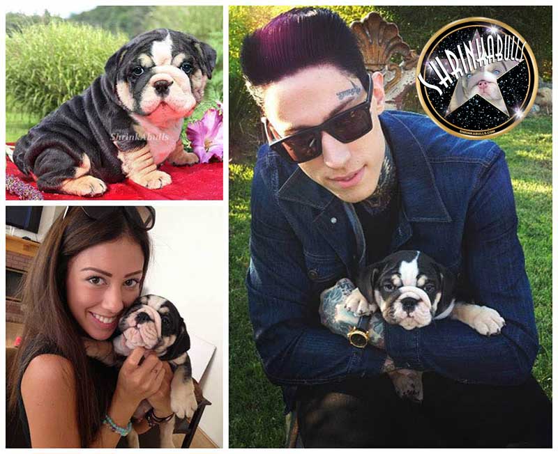 Trace Cyrus, singer (Miley Cyrus' brother) with Shrinkabulls puppy Black Jack