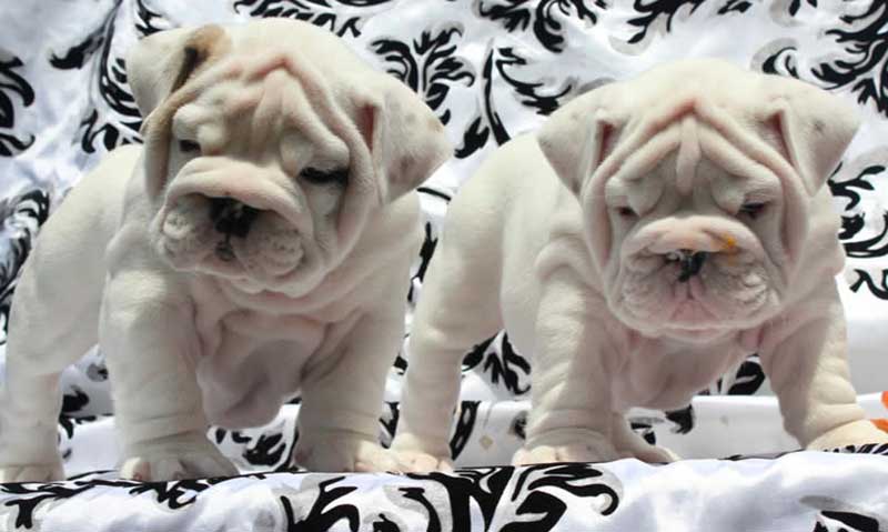 White english bulldog puppies wrinkly