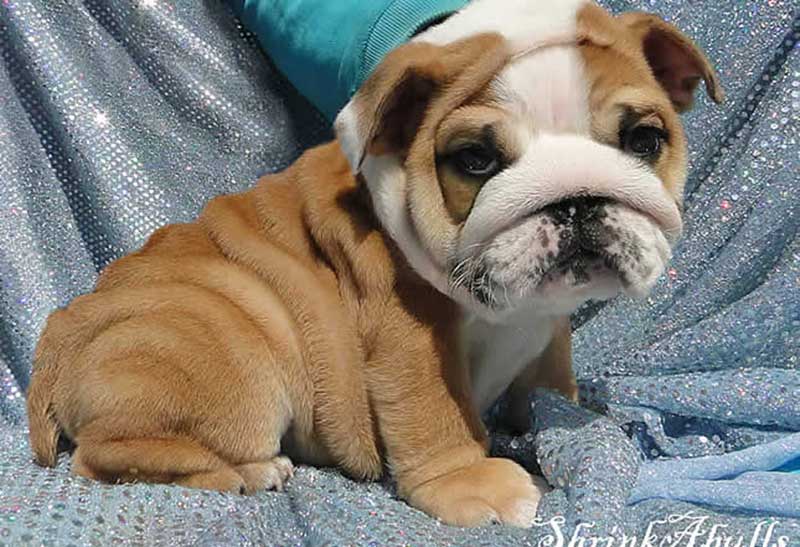 white and chocolate wrinkly bulldog puppy