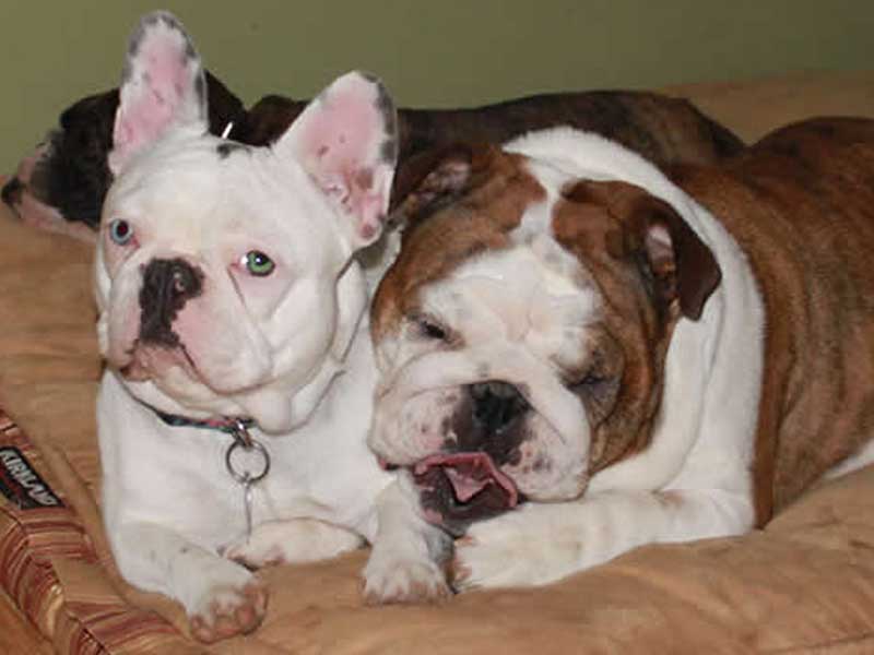 french and english bulldogs lying on bed