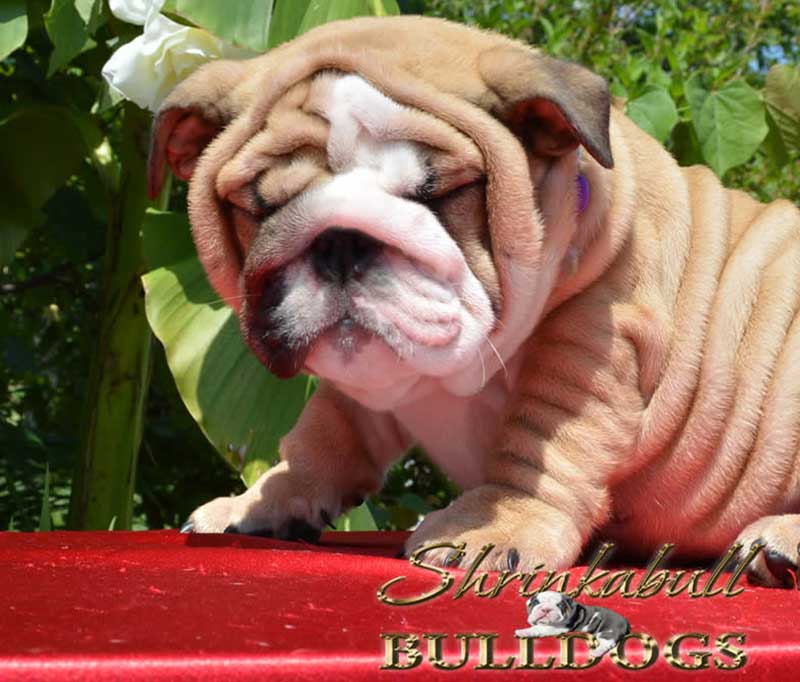 super wrinkly chocolate and white bulldog puppy