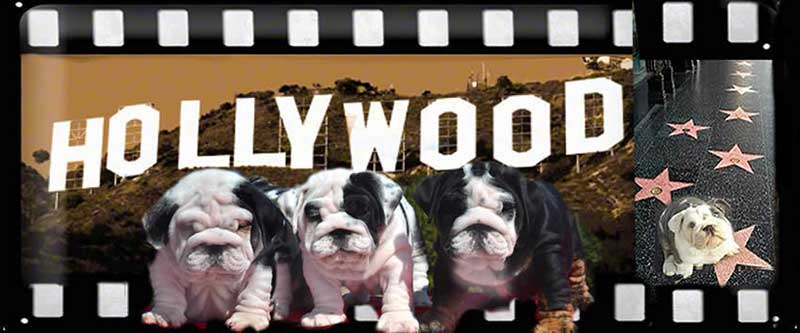 Shrinkabull's The Boys English Bulldogs Hollywood header