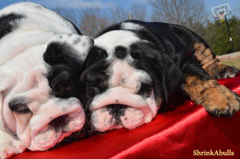 2 english bulldog puppies lying down