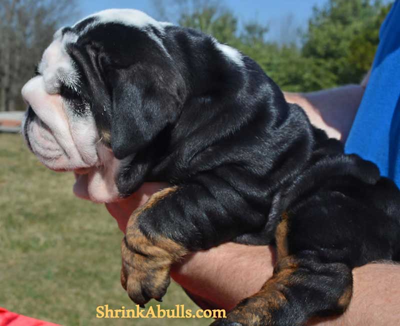 shrinkabulls black english bulldog puppy wrinkles