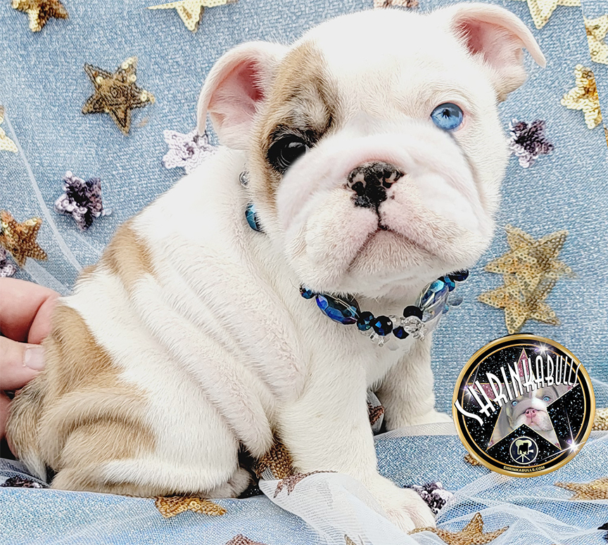 Blue eye English Bulldog puppy for sale 