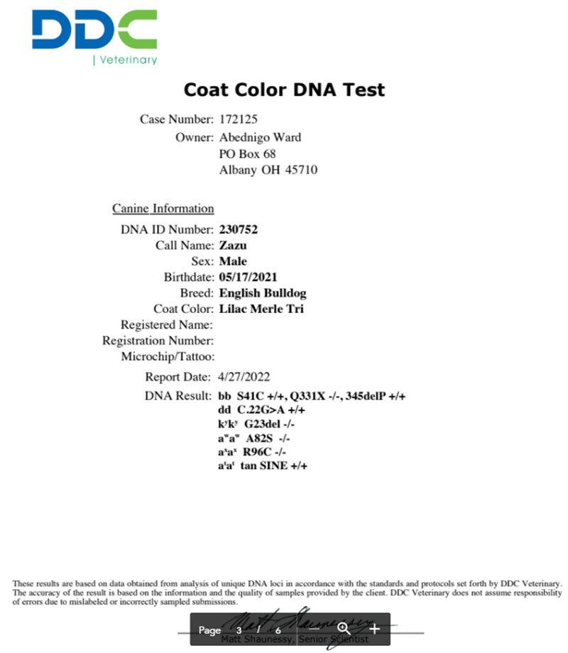 Shrinkabull's Zazu Coat Color DNA Test