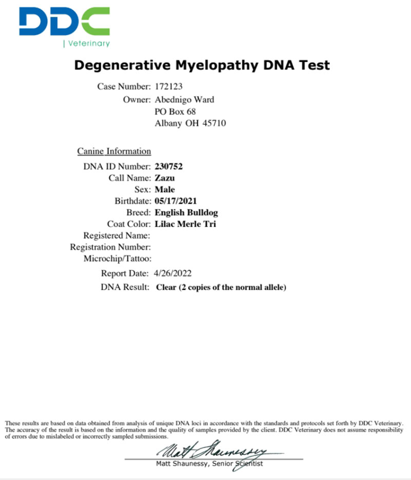Shrinkabull's Zazu Degernative Myelopathy DNA Test