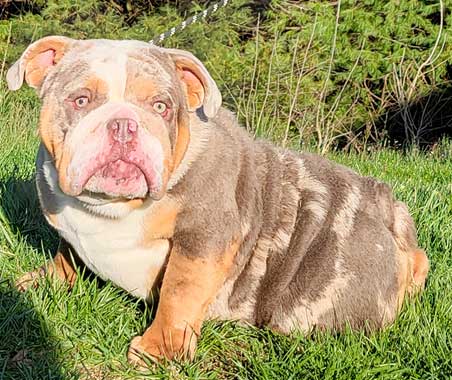 Shrinkabull's Leon Merle Sable Lilac Male Bulldog Puppy with Blue Eyes