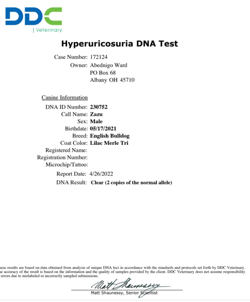 Shrinkabull's Zazu Hyperuricosuria DNA Test