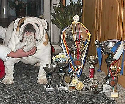 Champion bulldog 