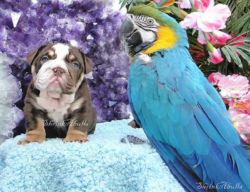 chocolate bulldog puppy with tropical macaw bird